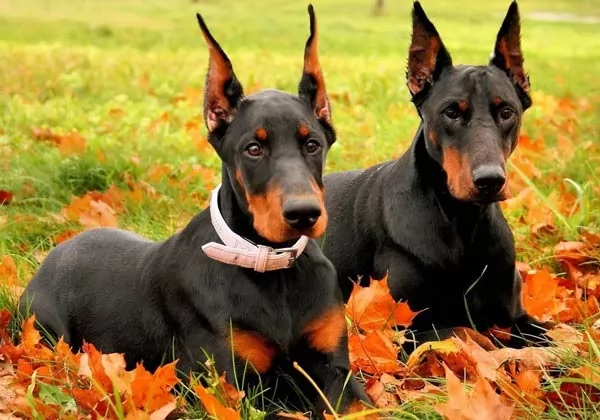 صور - معلومات عن كلاب دوبر مان الالمانية
