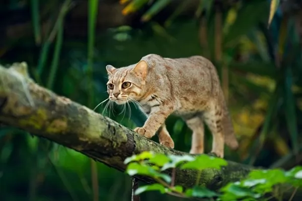 ما هو اصغر قط في العالم ؟