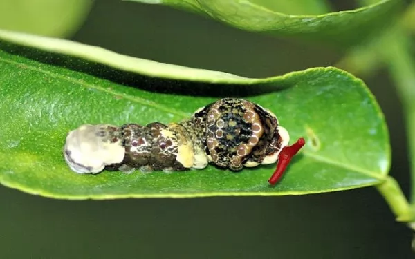 صور - معلومات مرعبة عن أكثر عشر حشرات مخيفة بالصور