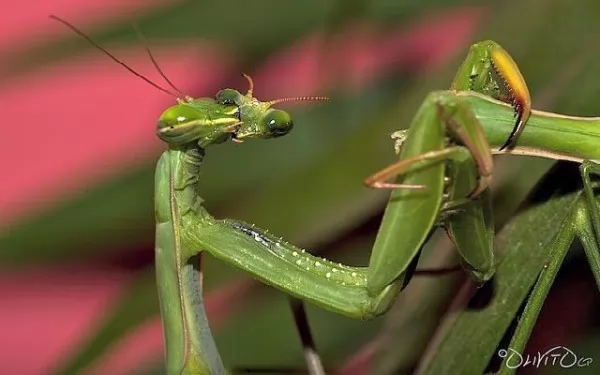 صور - معلومات مرعبة عن أكثر عشر حشرات مخيفة بالصور