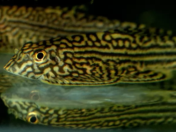 صور - حقائق مثيرة عن أسماك اللوتش النهري