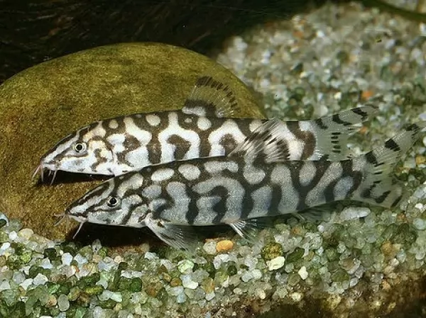 صور - حقائق مثيرة عن أسماك اللوتش النهري