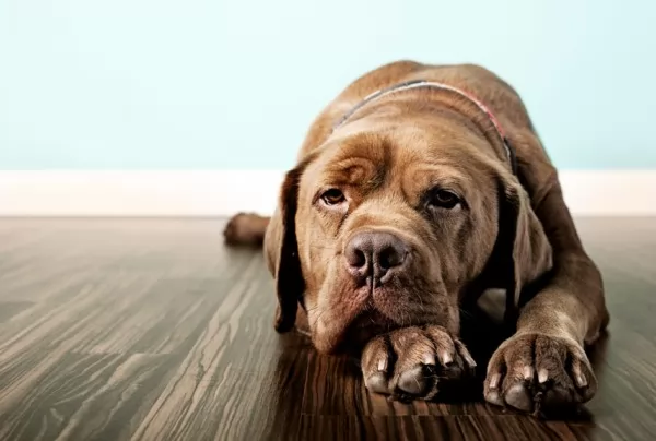 صور - ما هى اسباب و اعراض و علاج اكتئاب الكلاب ؟
