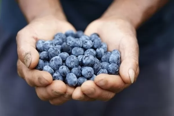 صور - حقائق عن العناصر الغذائية والفوائد الصحية للتوت الأزرق