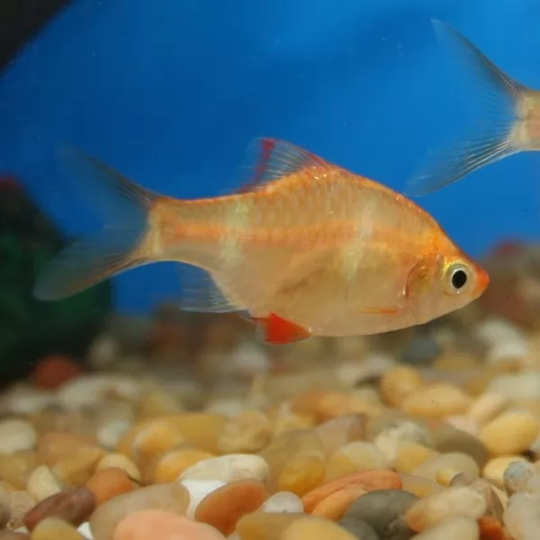 صور - حقائق مثيرة عن أسماك الزينة غارا
