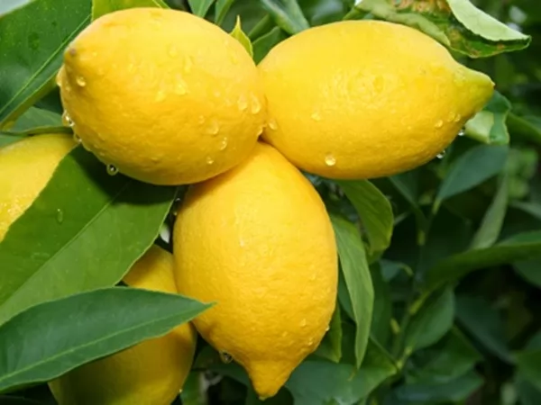 صور - ما هي فوائد الليمون الصحية؟ و ما هى اضراره؟