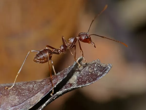 صور - أفضل 10 حقائق مثيرة عن الحشرات