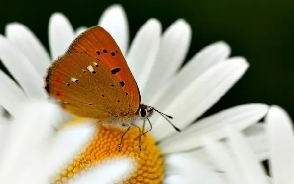 صور - أفضل 10 حقائق مثيرة عن الحشرات
