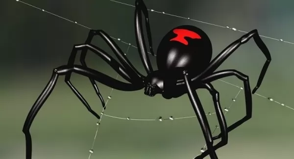 صور - حقائق غريبة عن عنكبوت الأرملة السوداء