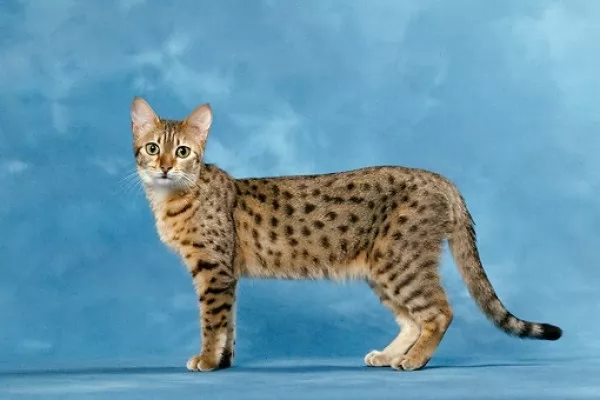 صور - ماذا تعرف عن القط الفرعوني ؟