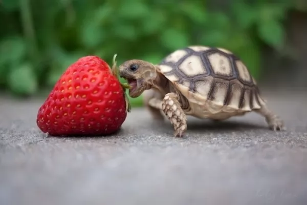 صور - ماذا تأكل السلاحف الصغيرة ؟