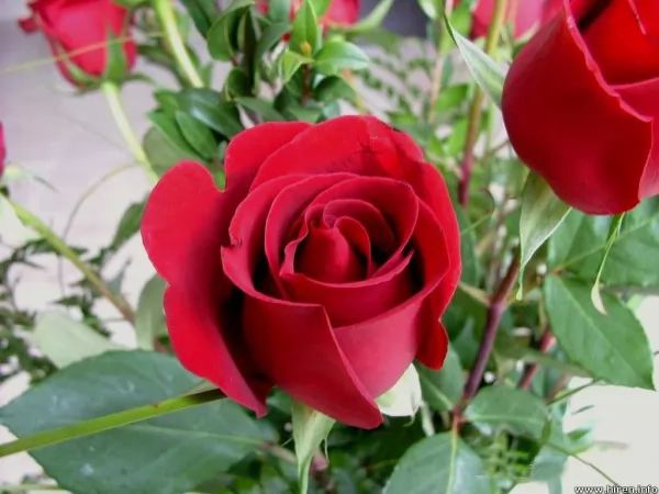  قصة الوردة الحمراء المغرورة من القصص الجميلة 9210_1_or_1487775018