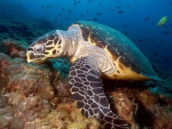 صور - حقائق مثيرة عن السلاحف البحرية المضيئة النادرة