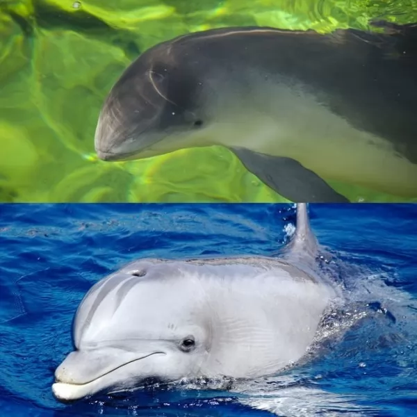 صور - ما الفرق بين الدلافين وخنازير البحر ؟