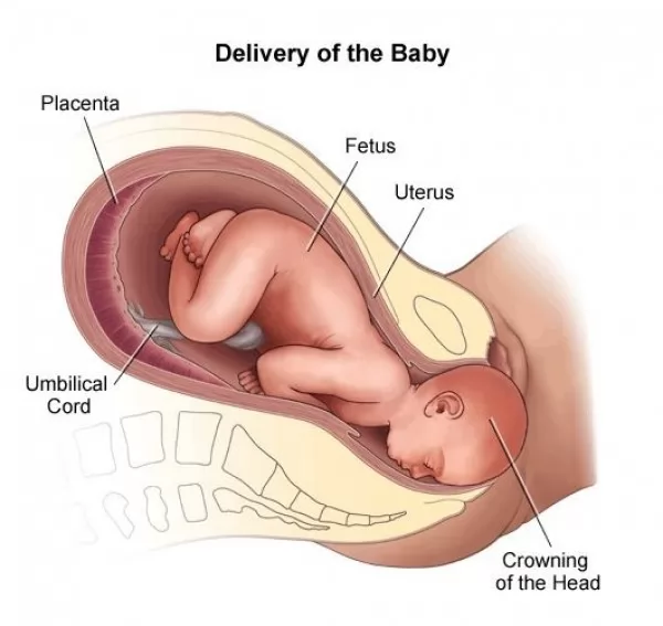 صور - ما هي مراحل المخاض والولادة ؟