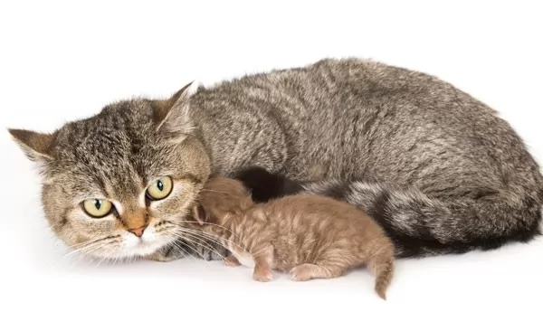 صور - كيفية تربية القطط حديثي الولادة ؟