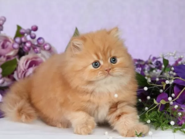 صور - كيفية تربية القطط الفارسية و العناية بها فى المنزل؟