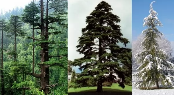 12 من اجمل الاشجار فى العالم بالصور - سحر الكون