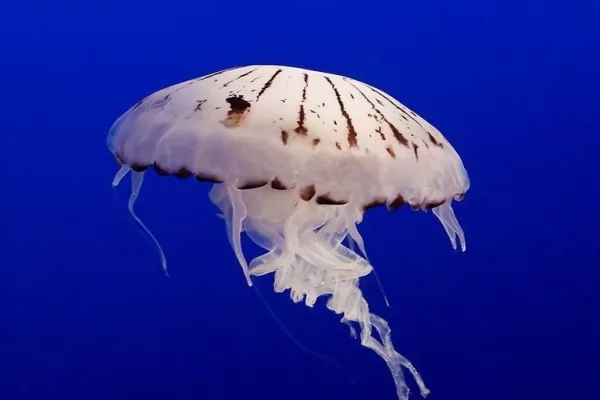 صور - 10 حقائق مدهشة عن قناديل البحر