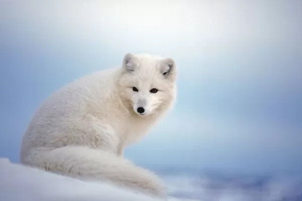 صور - 8 من أشهر حيوانات القطب الشمالي بالصور