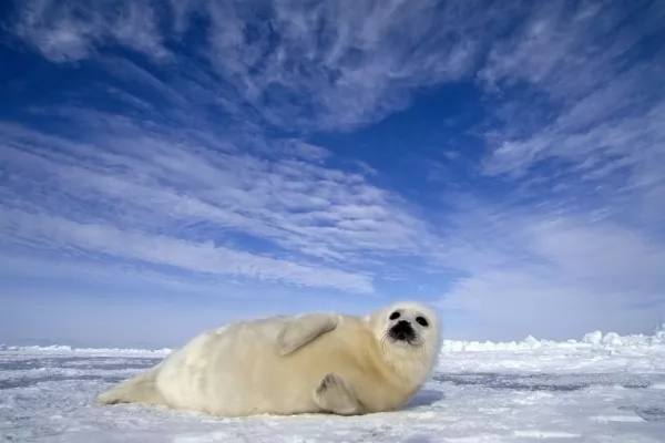 صور - 8 من أشهر حيوانات القطب الشمالي بالصور