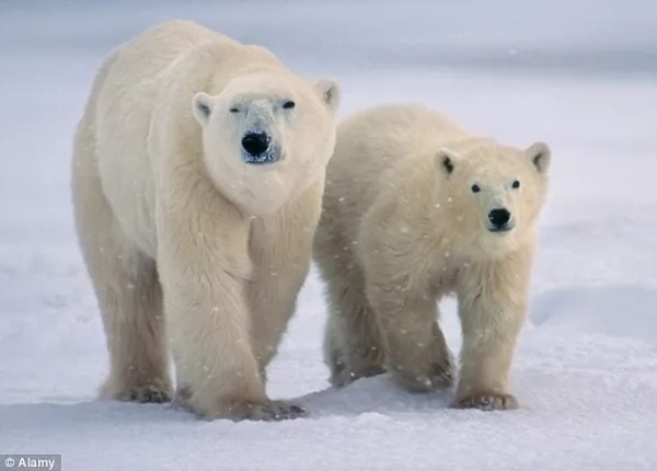 8 من أشهر حيوانات القطب الشمالي بالصور سحر الكون