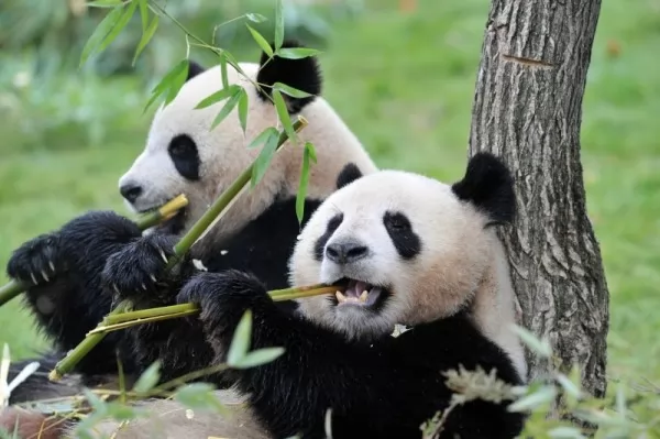 صور - حقائق مدهشة عن دب الباندا العملاق