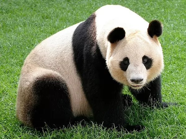 حقائق مدهشة عن دب الباندا العملاقة