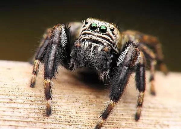 صور - معلومات مثيرة عن فصيلة العناكب