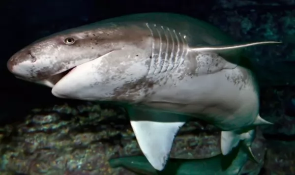 صور - ما هي انواع سمك القرش المفترس في العالم ؟