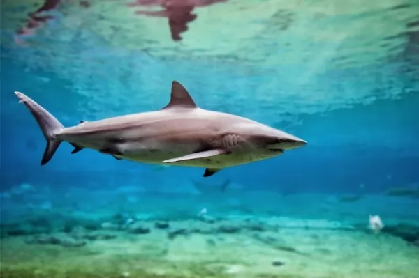 صور - ما هي انواع سمك القرش المفترس في العالم ؟
