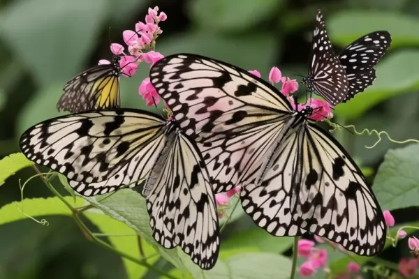 صور - ماذا تعرف عن الفراشات اجمل الحشرات على وجه الارض ؟