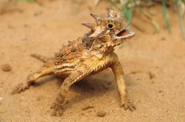 صور - كيف تكيفت حيوانات الصحراء للبقاء على قيد الحياة ؟