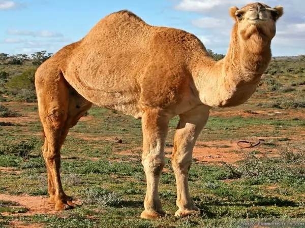 صور - كيف تكيفت حيوانات الصحراء للبقاء على قيد الحياة ؟