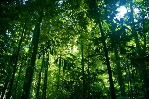 صور - كيف يمكن الحفاظ على غابات الامازون خلال الاعوام القادمة ؟