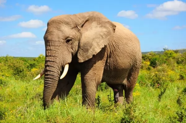 صور - معلومات رائعة عن الفيل الافريقي اكبر الثدييات في العالم