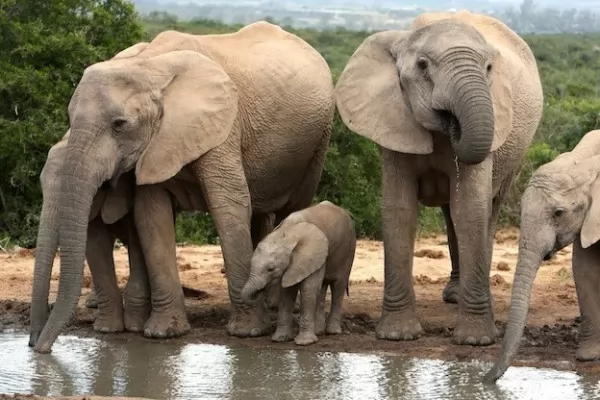 صور - معلومات رائعة عن الفيل الافريقي اكبر الثدييات في العالم