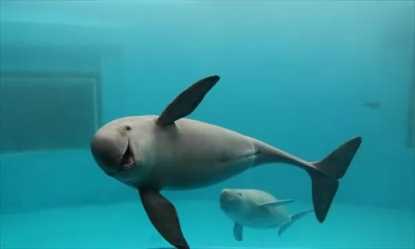 صور - معلومات رائعة عن الدلفين صديق الانسان