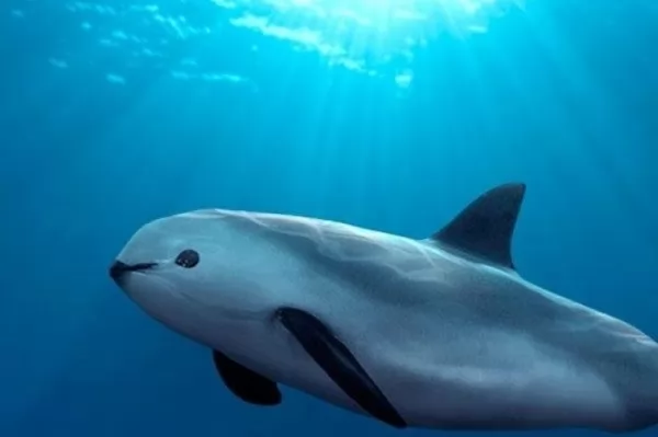صور - معلومات رائعة عن الدلفين صديق الانسان