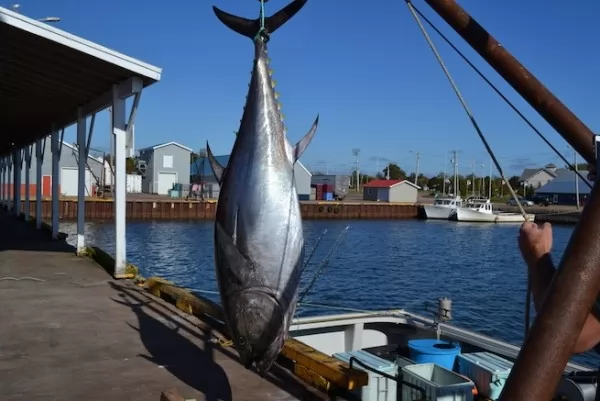 صور - معلومات مدهشة عن سمك التونة ذو الزعنفة الزرقاء