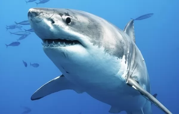 صور - ما هو الفرق بين القرش والحوت ؟