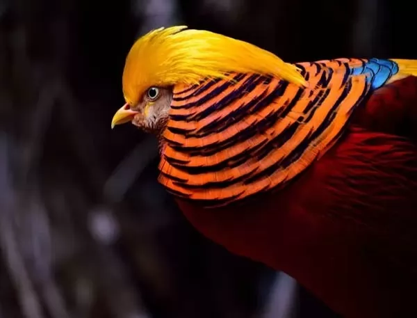 صور - 10 من اجمل الطيور في العالم بالصور