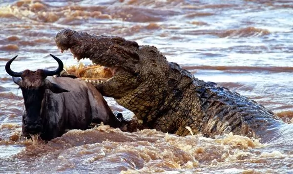 تمساح النيل من اخطر انواع التماسيح