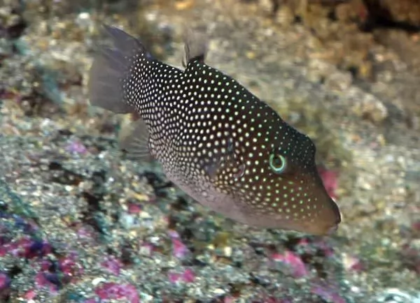 صور - سمك الهامور احد انواع الاسماك المهددة بالانقراض
