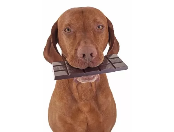 صور - هل يمكن ان يموت كلب من اكل الشوكولاته ؟
