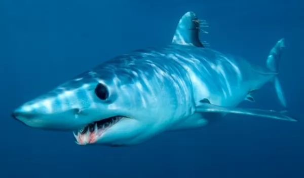 صور - 14 من اشهر انواع سمك القرش المفترس في العالم بالصور
