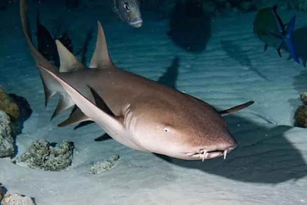 صور - 14 من اشهر انواع سمك القرش المفترس في العالم بالصور