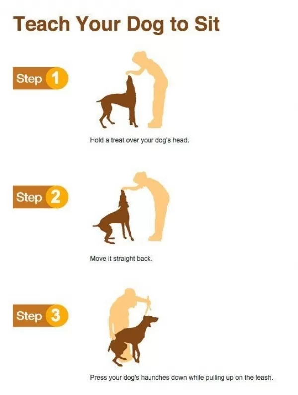 صور - كيف يمكنك تدريب الكلاب علي 5 اوامر اساسية ؟