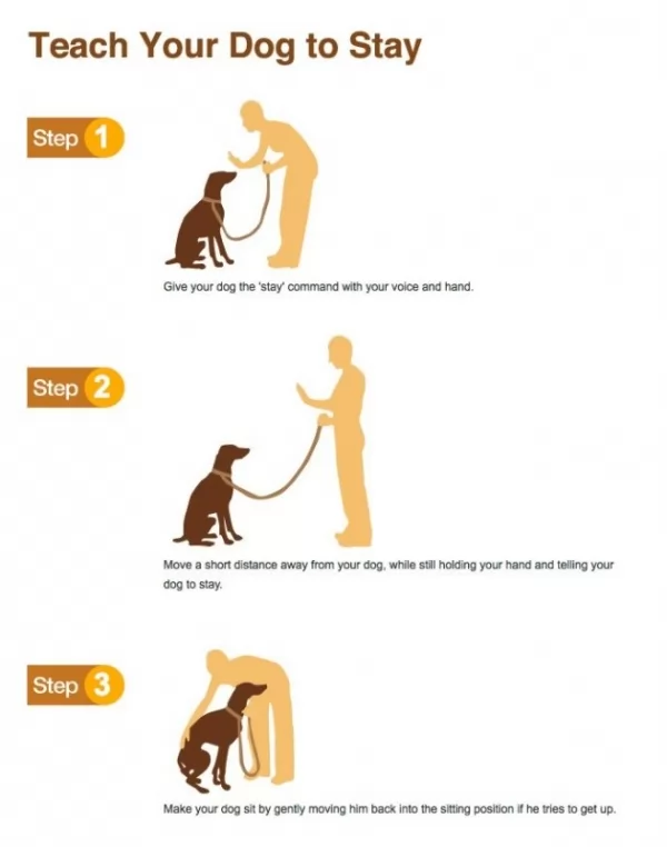 صور - كيف يمكنك تدريب الكلاب علي 5 اوامر اساسية ؟