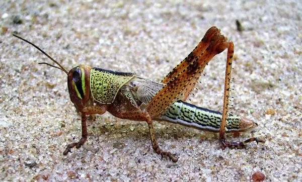 صور - 10 من اخطر الحشرات على وجه الارض بالصور